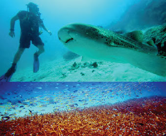 Hideaway Reef