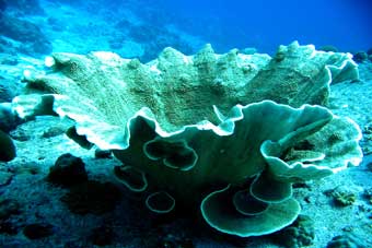 Funnel Coral