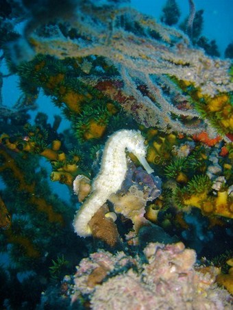 Koh Tachai North Reef