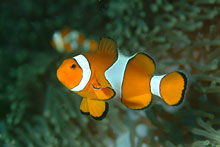 Anemone Fish Scuba Cat Diving Phuket Thailand