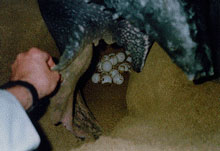 Scuba_Cat_Diving_Phuket_Thailand/Leatherback_Turtles
