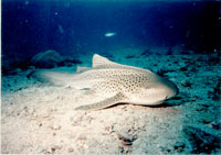 Leopard Shark Scuba Cat Diving Phuket Thailand