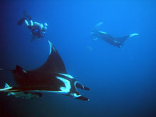 Manta Ray Learn to Dive Scuba Cat Diving Phuket Thailand