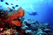 Learn to Dive Scuba Cat Diving Phuket Thailand