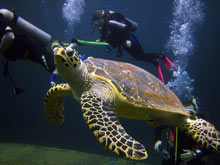 Turtle Phuket Thailand