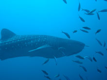 Whale Shark Scuba Cat Diving Phuket Thailand