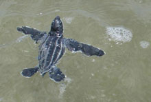 Scuba_Cat_Diving_Phuket_Thailand/Leatherback_Turtles