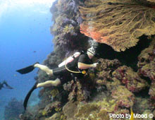 Diver searching a Gorgonian Seafan