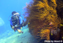 Soft Corals