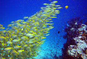 fish wall