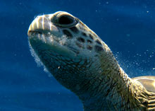 green turtle