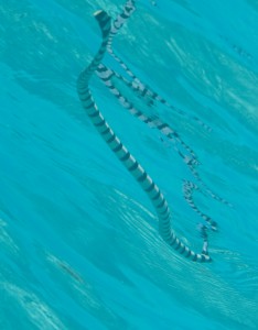 Banded Sea Snake - Louise Murray
