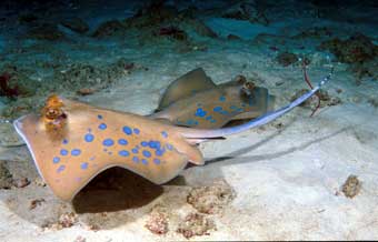 Blue Spotted Stingray