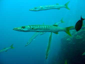 Pickhandle Barracuda