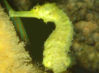 Tigertail Seahorse