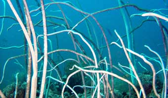 Delicate Whip Coral