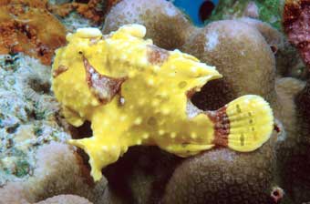Frog Fish