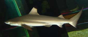 Black Tip Shark
