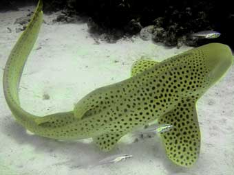 Leopard Shark