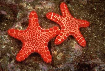 Vermont Starfish