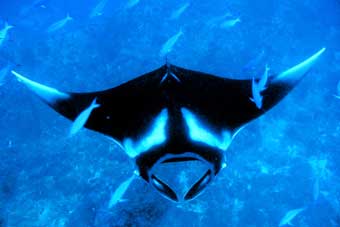 Manta Ray
