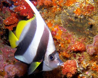 breakfast bend marine life
