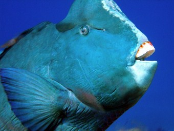 shark fin reef - parrot fish