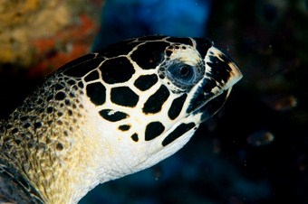shark fin reef - turtle
