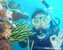 Open Water Diving Courses
