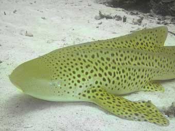 Leopard Shark