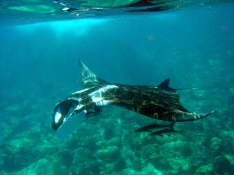 Manta Ray