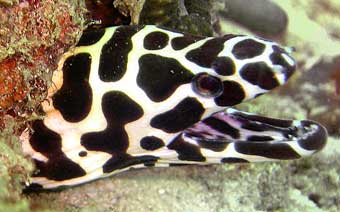 Honeycomb Moray
