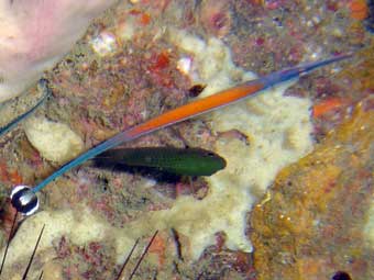 Pipe Fish