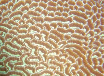 Oulophyllia Bennettae