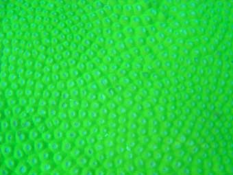 Diploastrea Heliopora