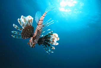 Lion Fish
