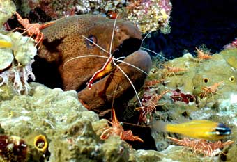 Moray Eel Cleaning Station